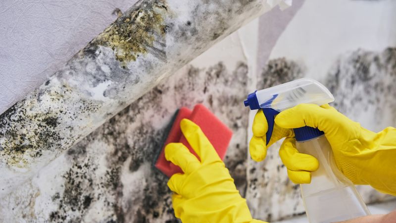 Black Mold Removal in Pompano Beach, FL