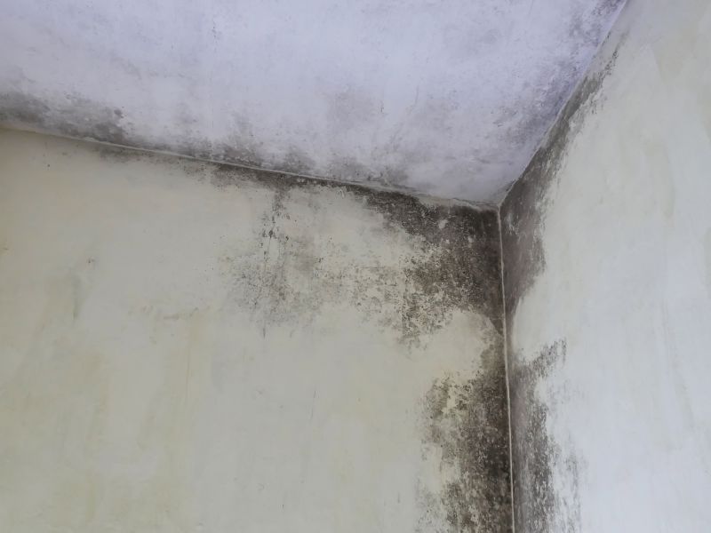 Ceiling Mold Removal in Bergen County, NJ
