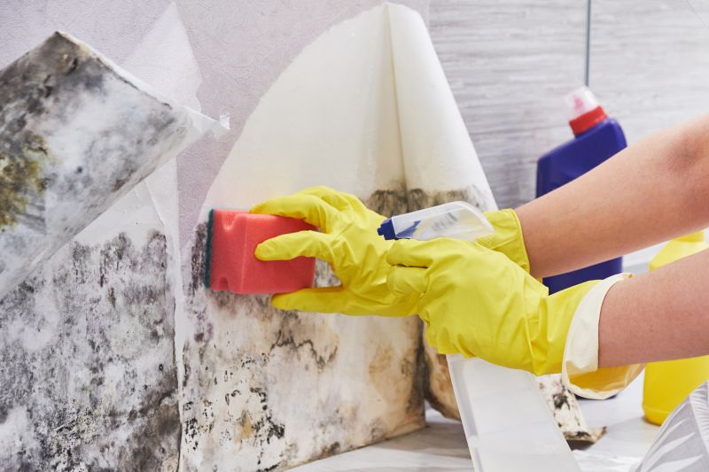 Mold Removal in Broward County, FL