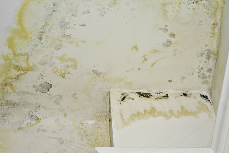 Mold Restoration in West Palm Beach, FL