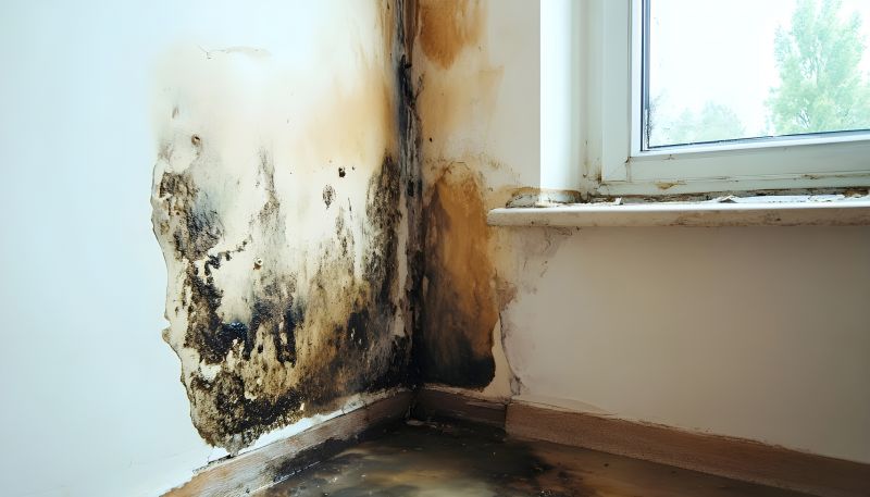 White Mold Mitigation in Dallas, TX